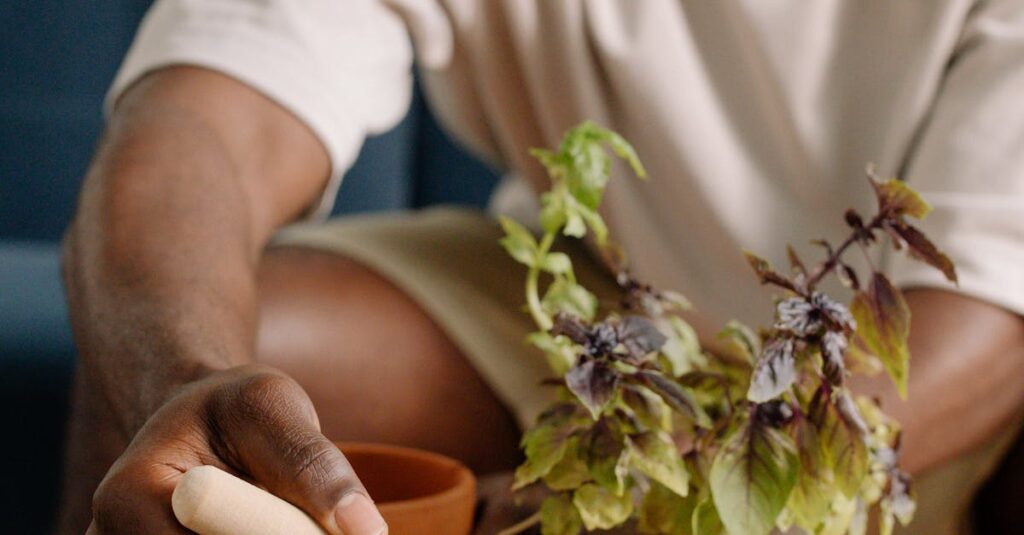 Carolina Soil: O Segredo para Pimentas Tão Ardidas que Fazem o Diabo Chorar!