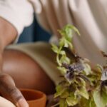 A man scooping soil with a trowel while gardening inside, focusing on a small plant.